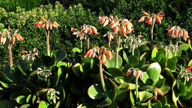Pig's Ear (Cotyledon Orbiculata) — It requires well-draining soil and thrives in full sun to partial shade; gray-green leaves with a red margin, image 74