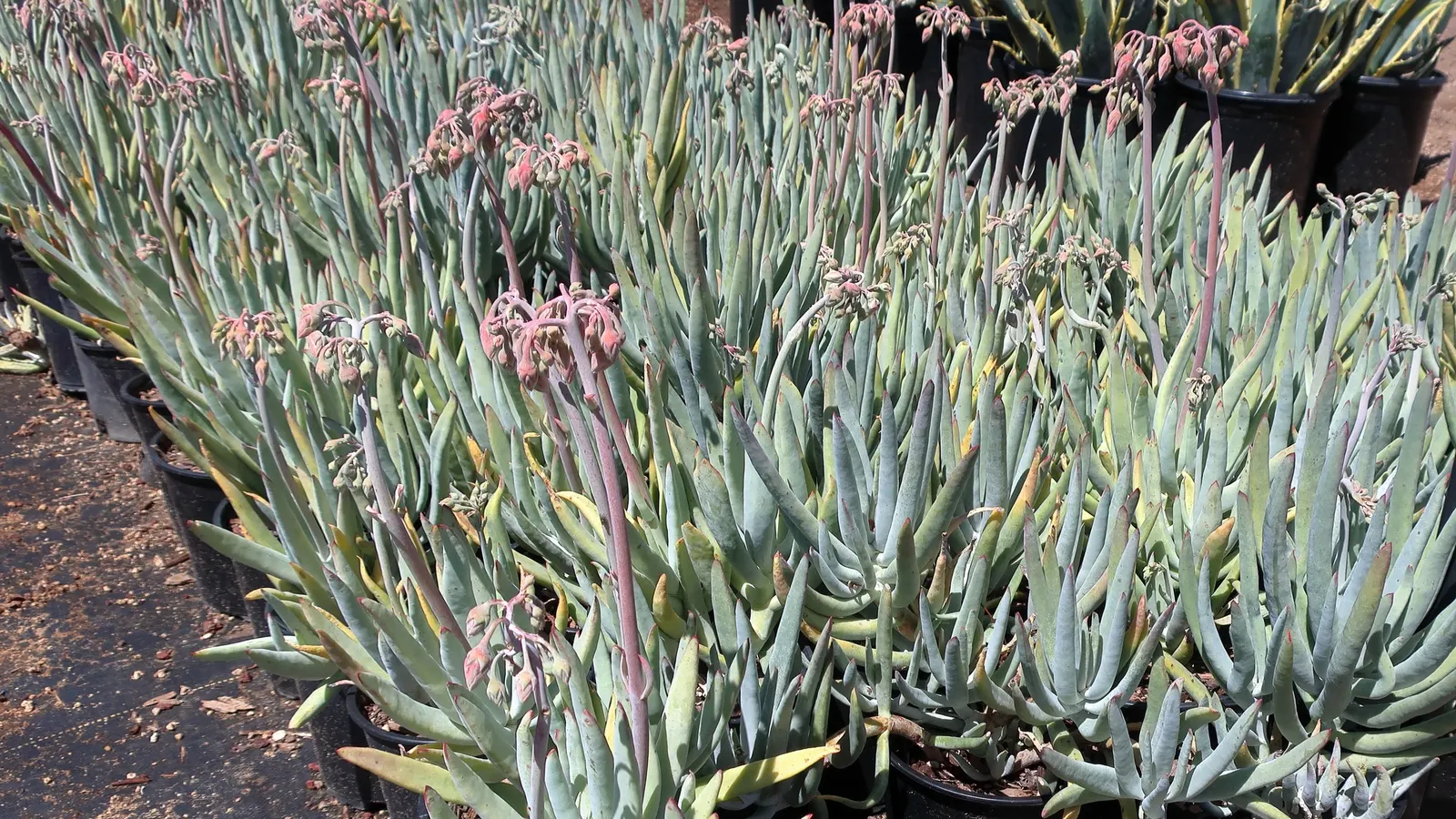 Pig's Ear (Cotyledon Orbiculata) — succulent for full; pair it with other succulents, gravel mulches, and rocks for an authentic desert garden aesthetic
