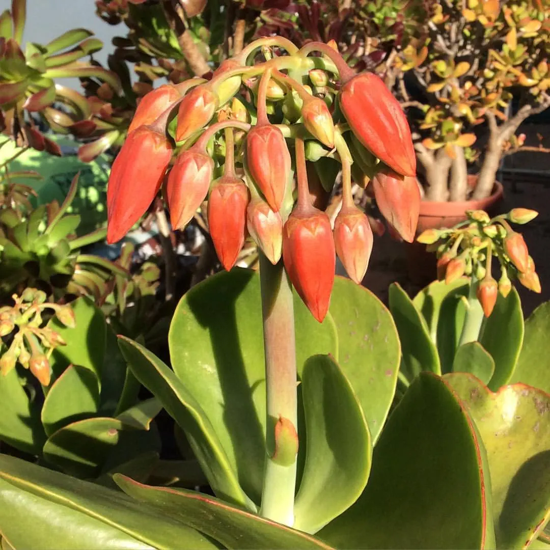 Pig's Ear (Cotyledon Orbiculata) — it grows up to 24 inches tall and sports bell-shaped orange-red flowers on stalks in summer