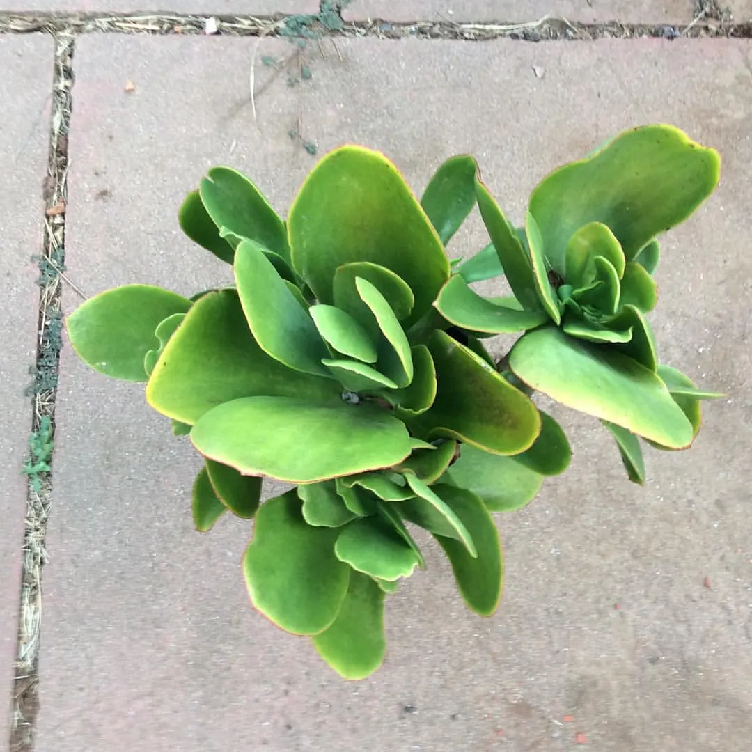 Pig's Ear (Cotyledon Orbiculata) — invoking the image of a pig's ear; from late spring to mid-summer, image 91