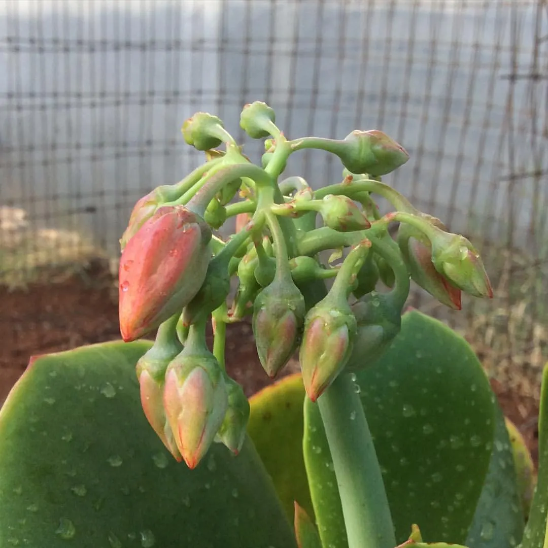 Pig's Ear (Cotyledon Orbiculata) — commonly known as "Pig\'s Ear," is a drought-tolerant succulent featuring fleshy; it thrives in USDA zones 9-11, image 109
