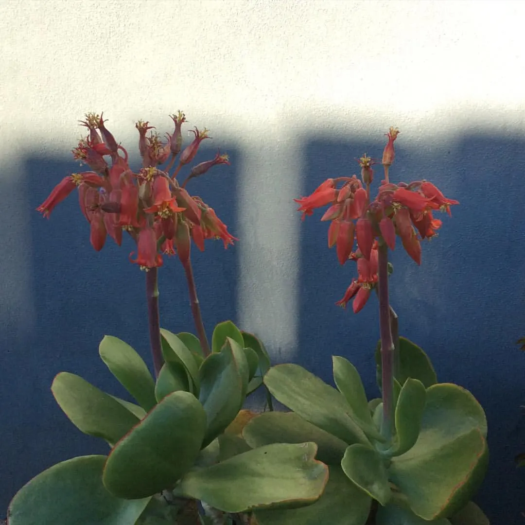 Pig's Ear (Cotyledon Orbiculata) — When incorporating Pig's Ear into a landscape design; these silver-gray leaves are often edged with a red margin, image 102