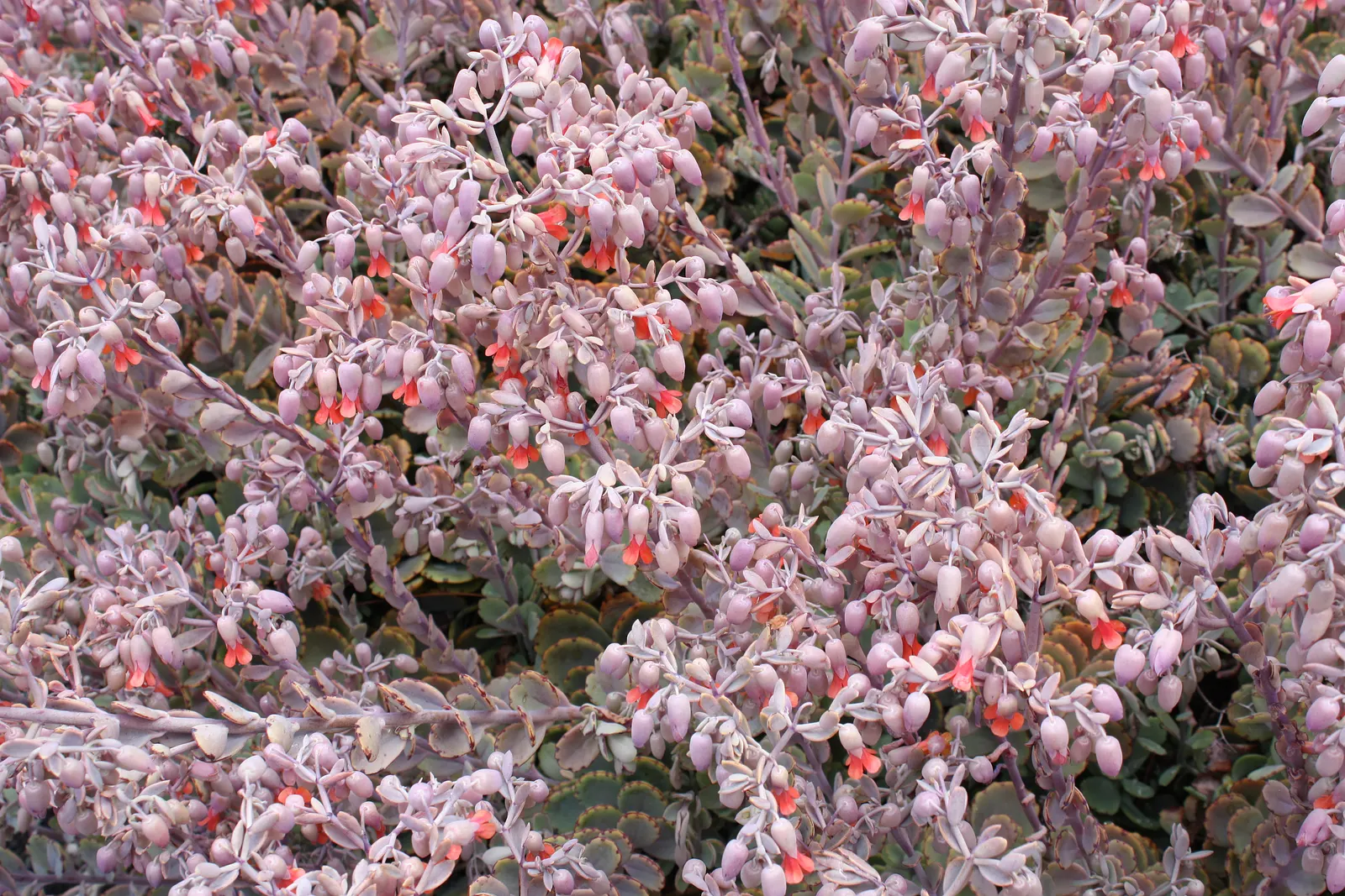Pig's Ear (Cotyledon Orbiculata) — it grows up to 24 inches tall and sports bell-shaped orange-red flowers on stalks in summer; including bees and, image 111