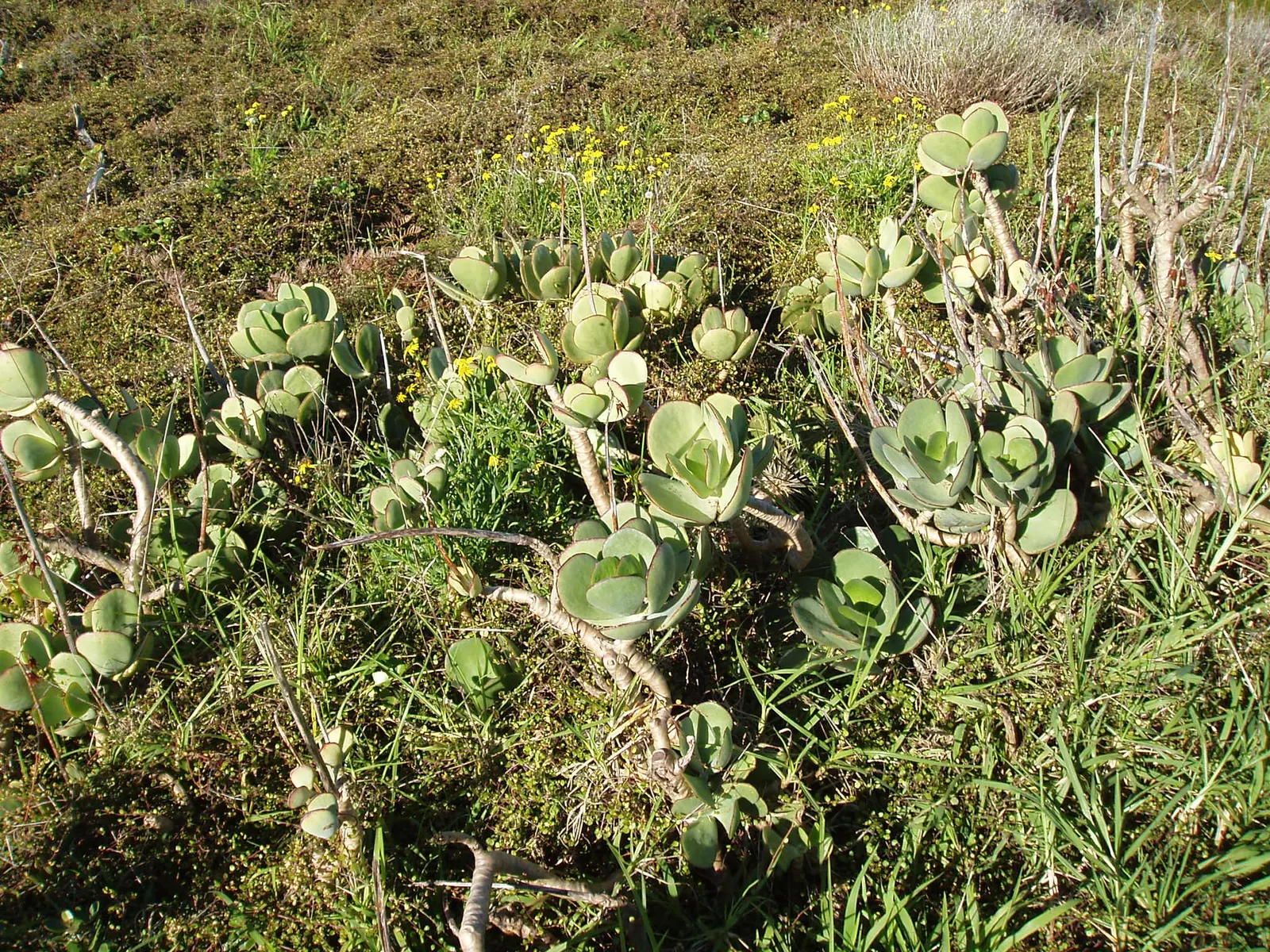 Pig's Ear (Cotyledon Orbiculata) — commonly known as "Pig\'s Ear," is a drought-tolerant succulent featuring fleshy; it thrives in USDA zones 9-11, image 82