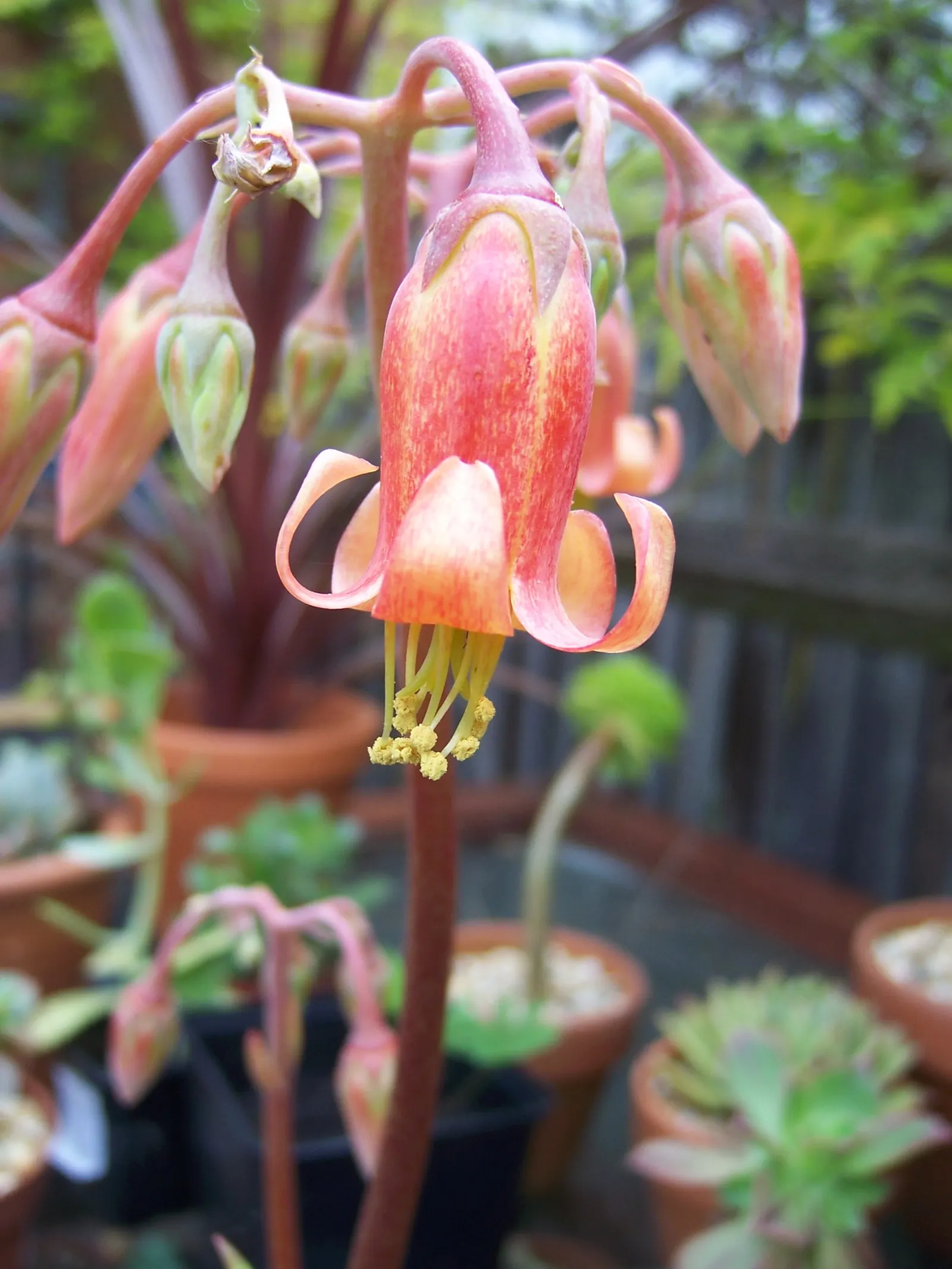 Pig's Ear (Cotyledon Orbiculata) — From late spring to mid-summer