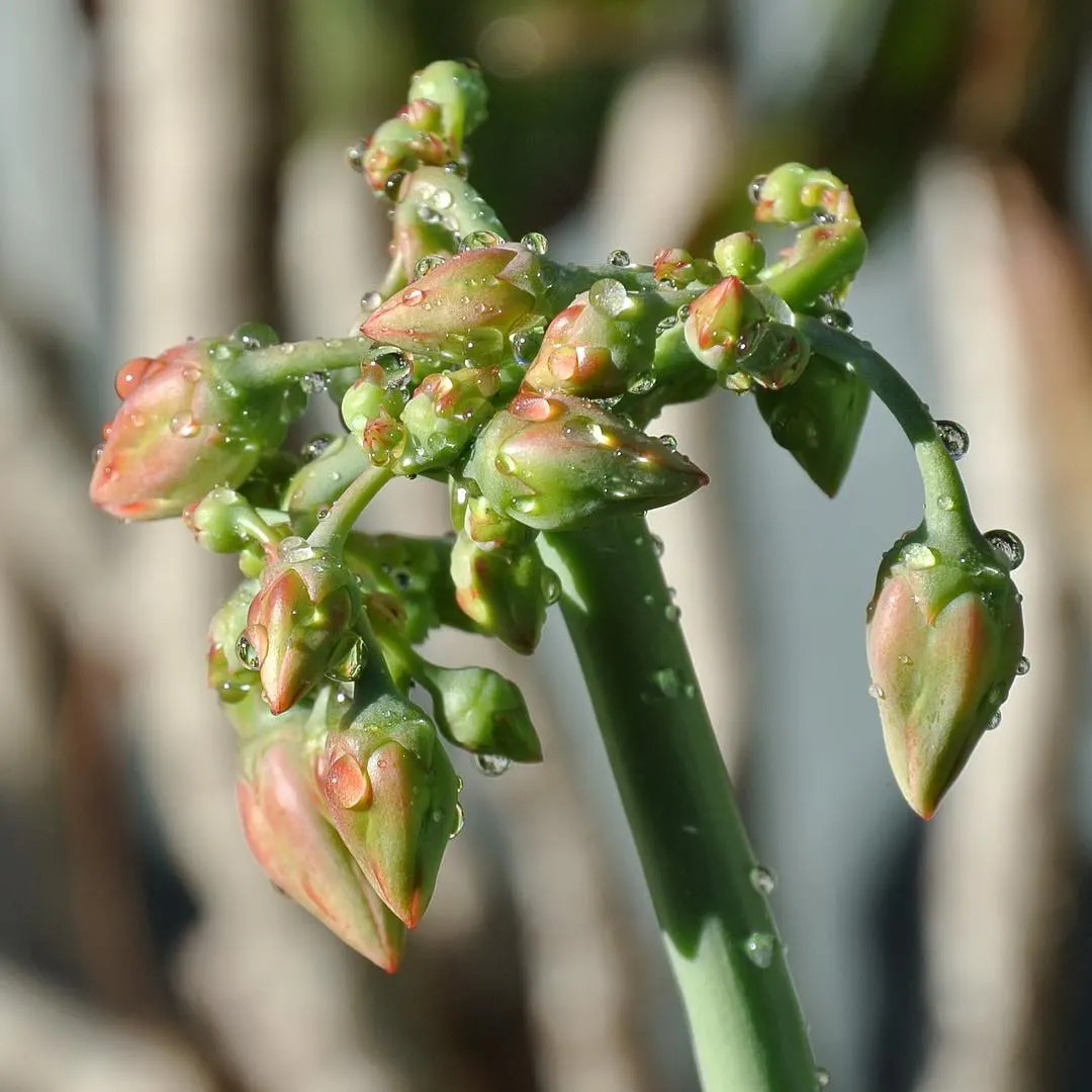 Pig's Ear (Cotyledon Orbiculata) — Cotyledon orbiculata is ideal for low-water landscaping in USDA hardiness zones 9 through 11