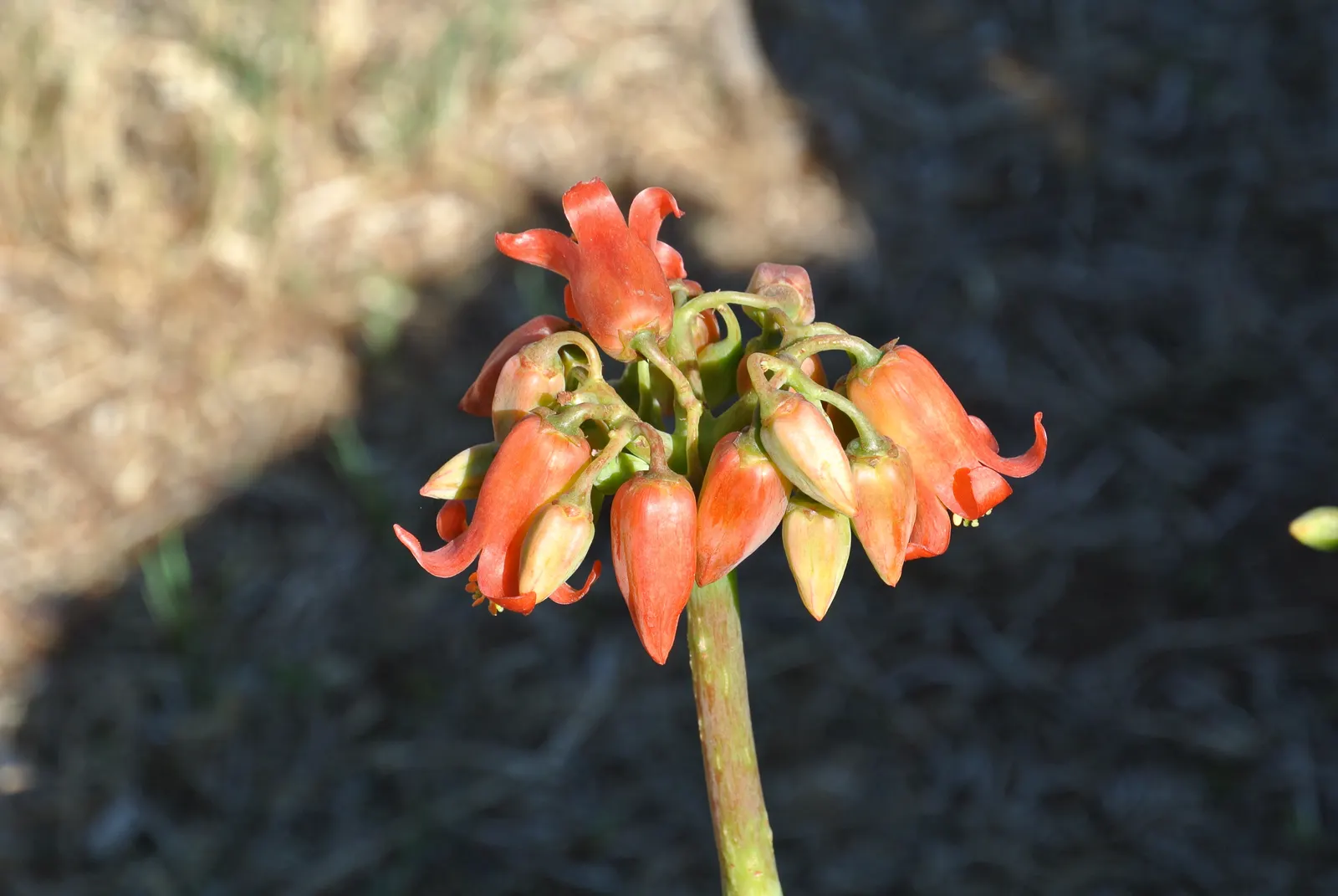Pig's Ear (Cotyledon Orbiculata) — These silver-gray leaves are often edged with a red margin; cotyledon orbiculata, commonly known as Pig's Ear, is a