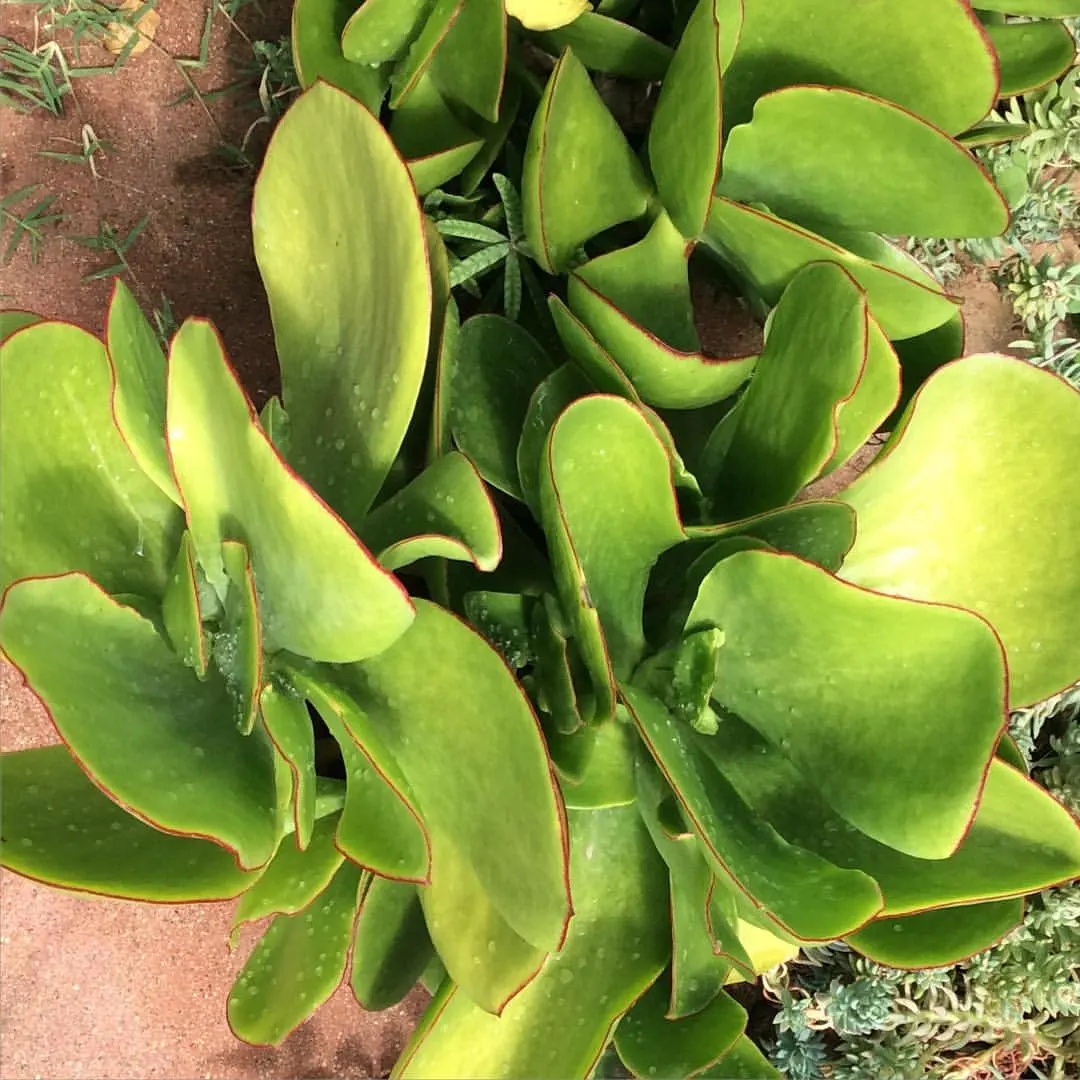 Pig's Ear (Cotyledon Orbiculata) — although it should be protected from frost to prevent damage to the succulent leaves