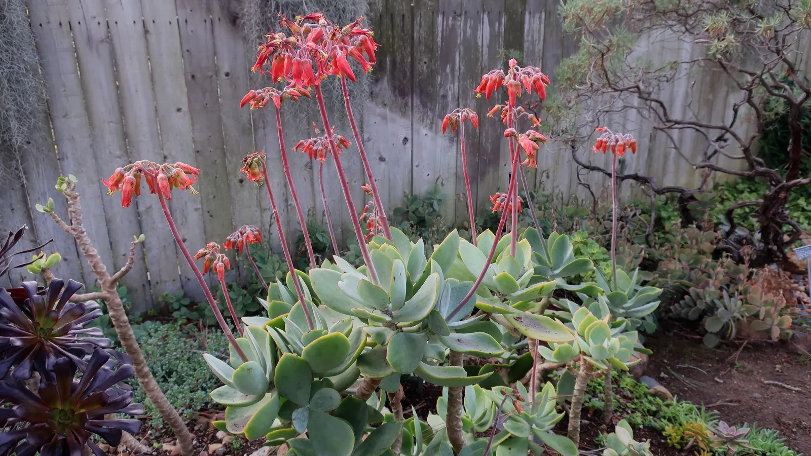 Pig's Ear (Cotyledon Orbiculata) — gray-green leaves with a red margin