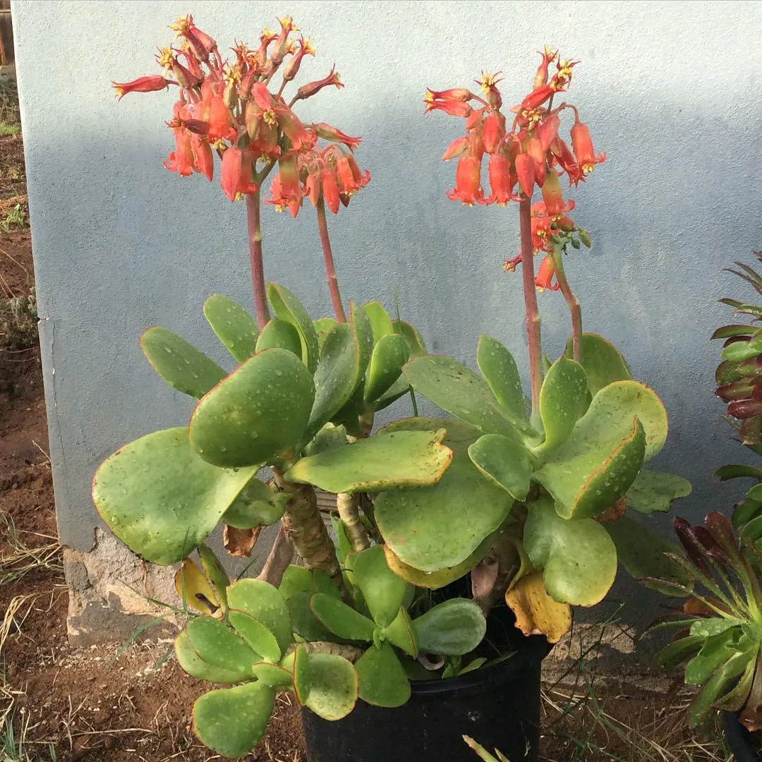 Pig's Ear (Cotyledon Orbiculata) — lending an architectural quality to garden compositions; succulent for full