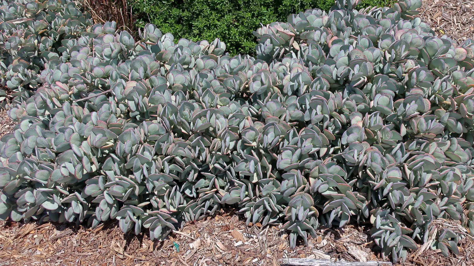 Pig's Ear (Cotyledon Orbiculata) — succulent for full