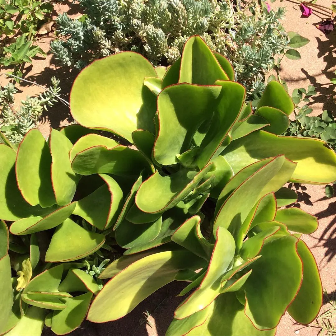 Pig's Ear (Cotyledon Orbiculata) — consider its ability to add year-round interest with minimal maintenance; the flowers stand as tall as 18 inches, image 76