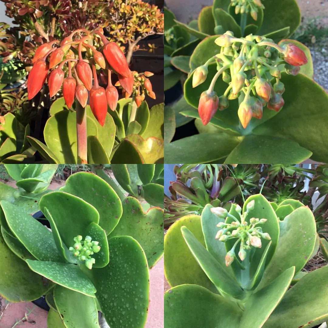 Pig's Ear (Cotyledon Orbiculata) — succulent with orange blooms; and they attract a variety of pollinators, image 80