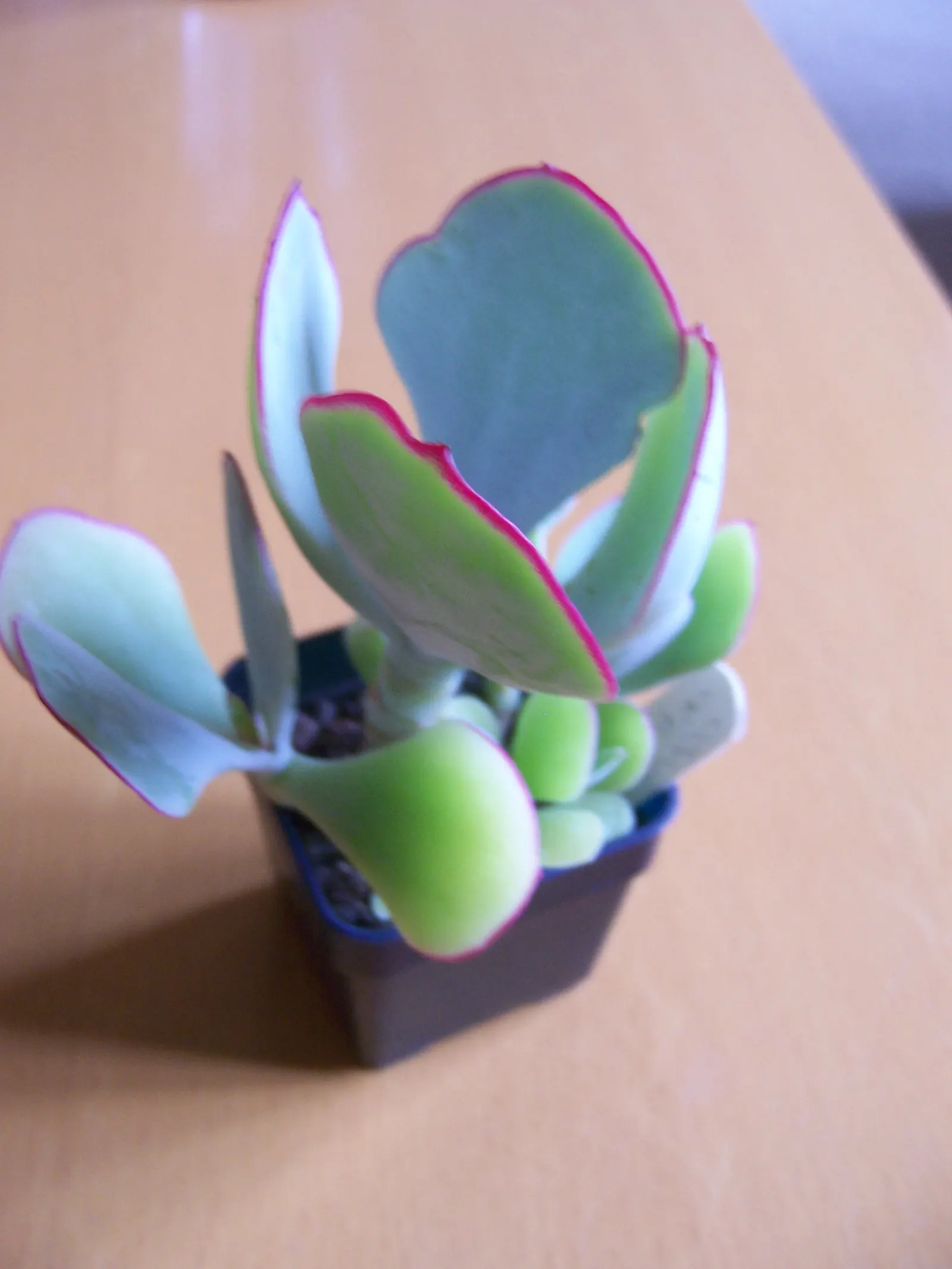 Pig's Ear (Cotyledon Orbiculata) — From late spring to mid-summer; pig's Ear can reach heights of approximately 24 inches with a similar spread, image 67