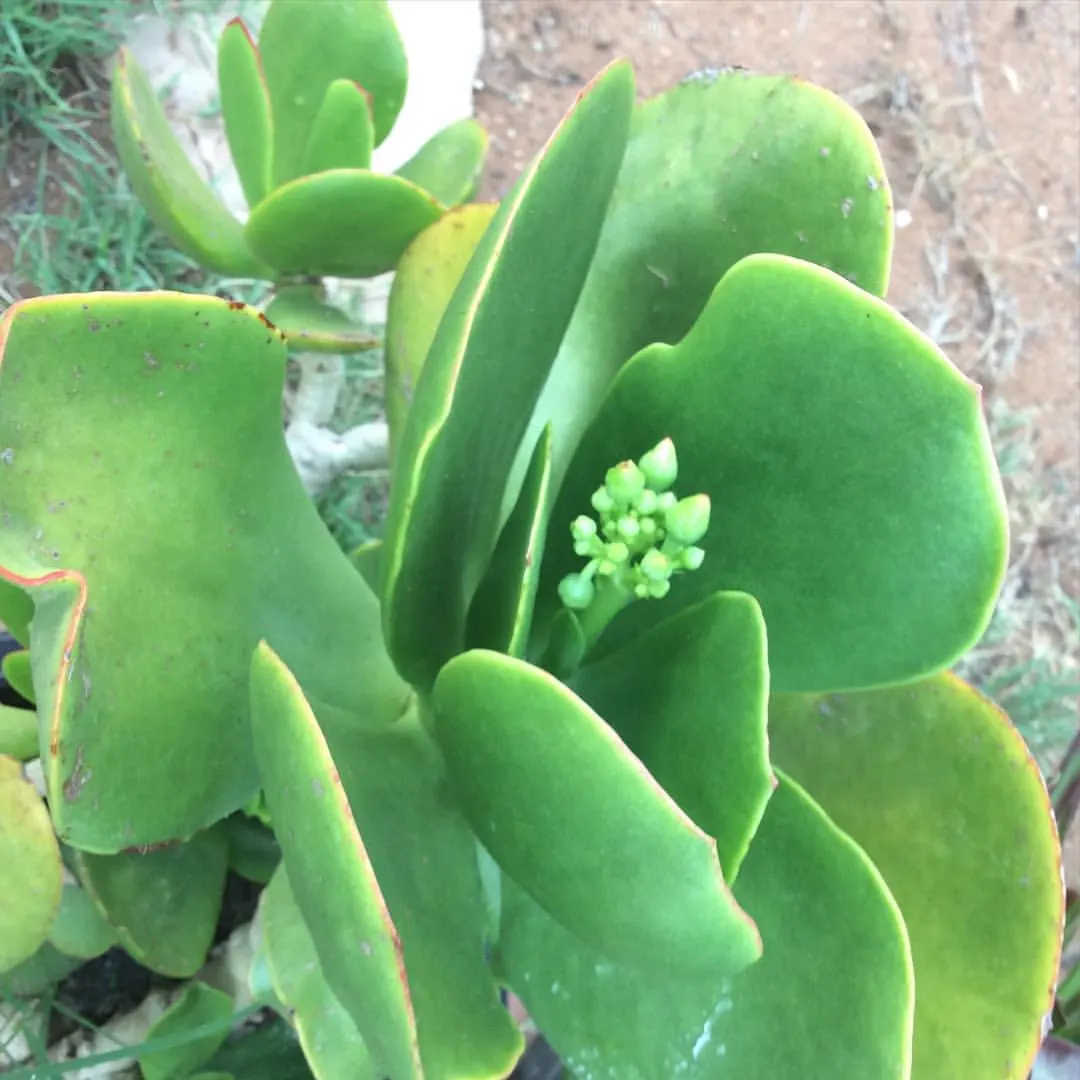Pig's Ear (Cotyledon Orbiculata) — oval-shaped leaves that grow to about 4 to 6 inches long; succulent with orange blooms, image 62