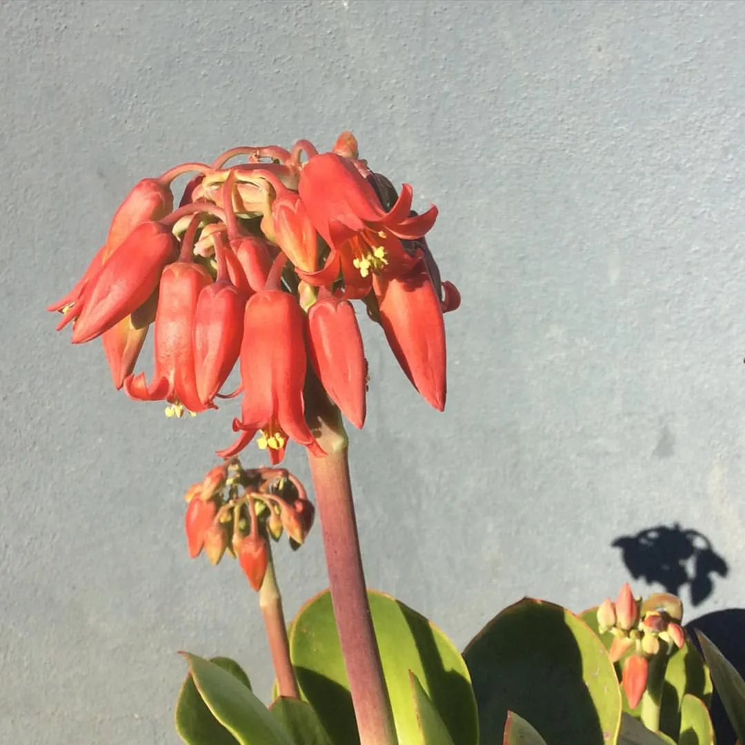 Pig's Ear (Cotyledon Orbiculata) — succulent for full; pair it with other succulents, gravel mulches, and rocks for an authentic desert garden, image 81