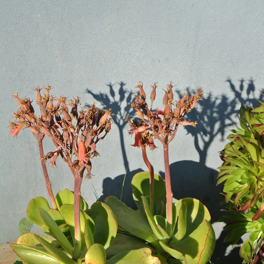 Pig's Ear (Cotyledon Orbiculata) — Pig's Ear produces inflorescences consisting of coral red or orange bell-shaped flowers