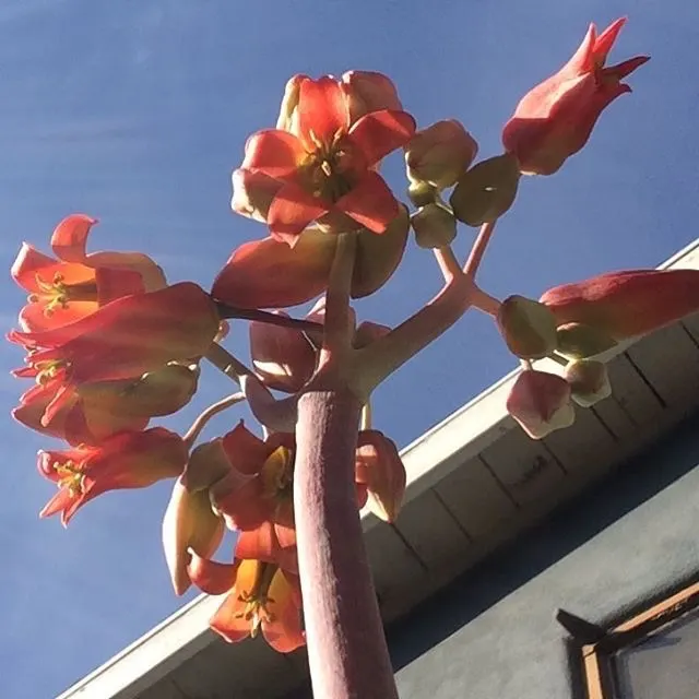 Pig's Ear (Cotyledon Orbiculata) — and they attract a variety of pollinators; oval-shaped leaves that grow to about 4 to 6 inches long