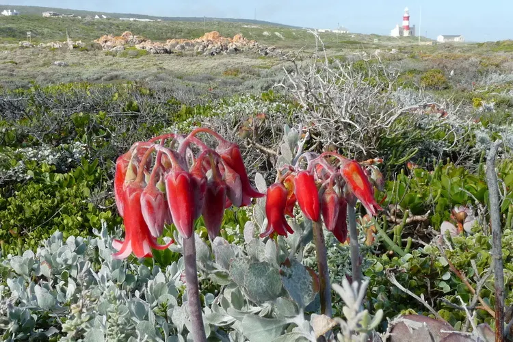 Pig's Ear (Cotyledon Orbiculata) — Pair it with other succulents, gravel mulches, and rocks for an authentic desert garden aesthetic