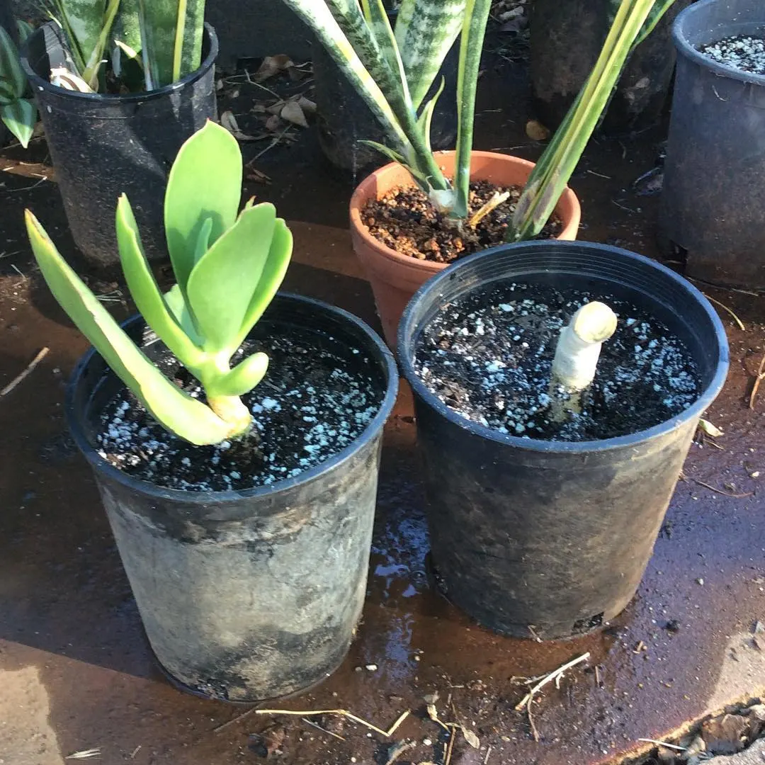 Pig's Ear (Cotyledon Orbiculata) — The flowers stand as tall as 18 inches above the foliage on erect; commonly known as "Pig\'s Ear," is a, image 97