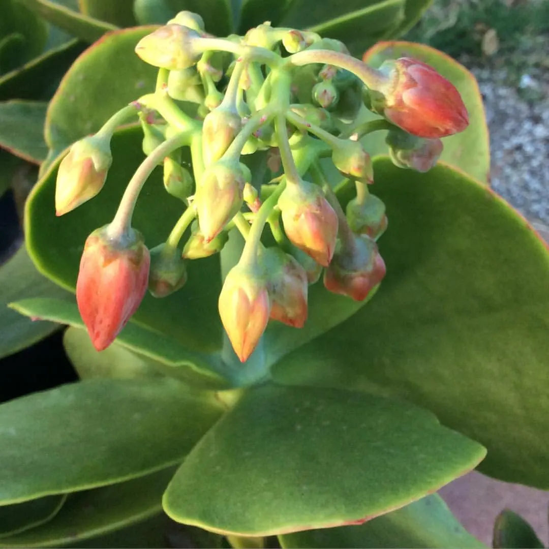 Pig's Ear (Cotyledon Orbiculata) — oval-shaped leaves that grow to about 4 to 6 inches long