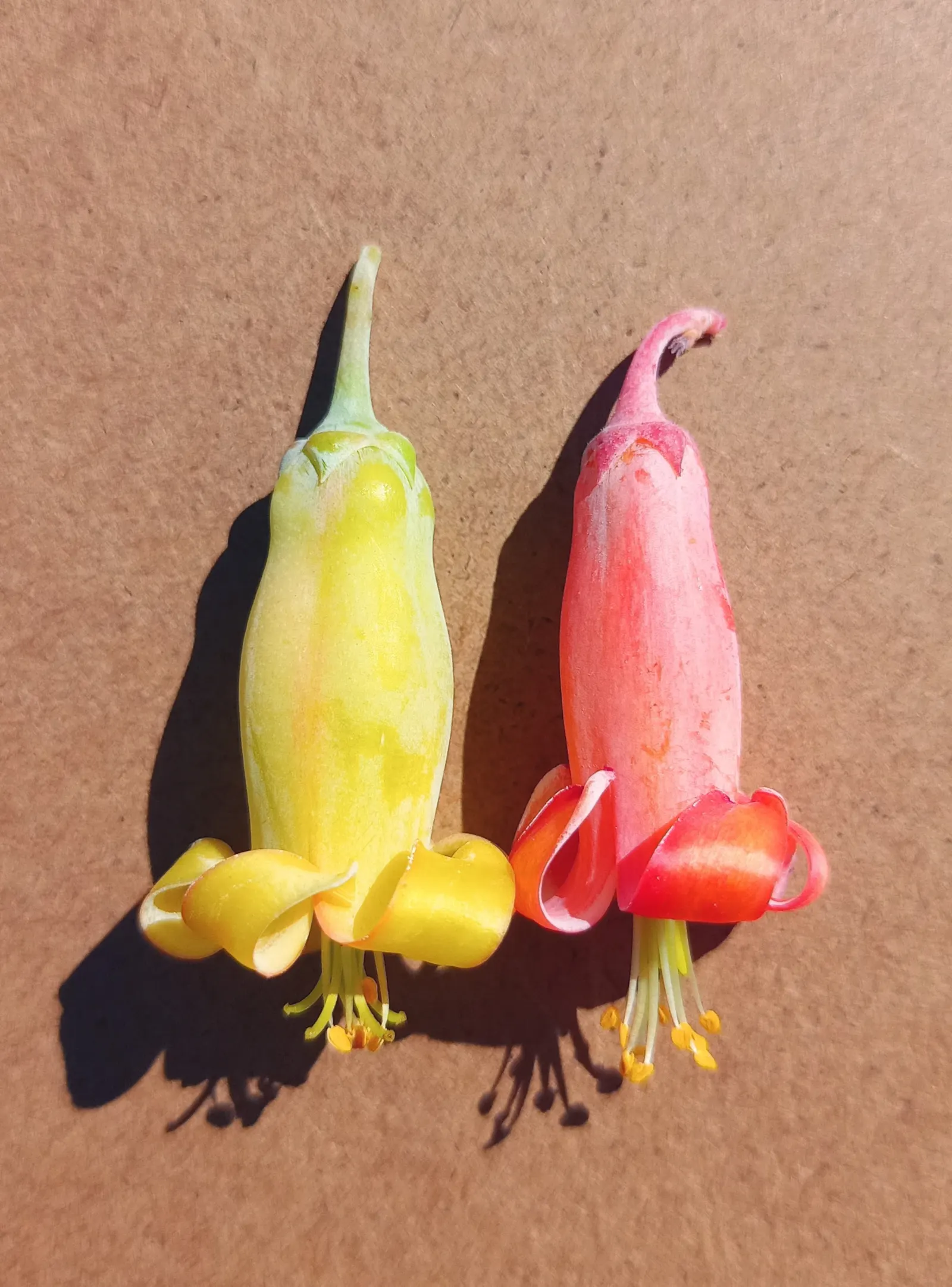 Pig's Ear (Cotyledon Orbiculata) — succulent with orange blooms