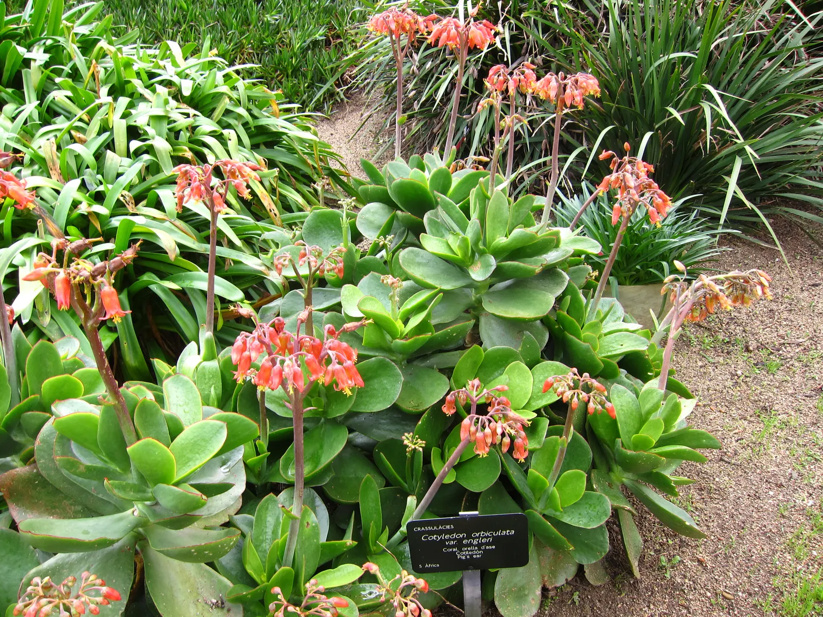 Pig's Ear (Cotyledon Orbiculata) — consider its ability to add year-round interest with minimal maintenance; the flowers stand as tall as 18 inches, image 103