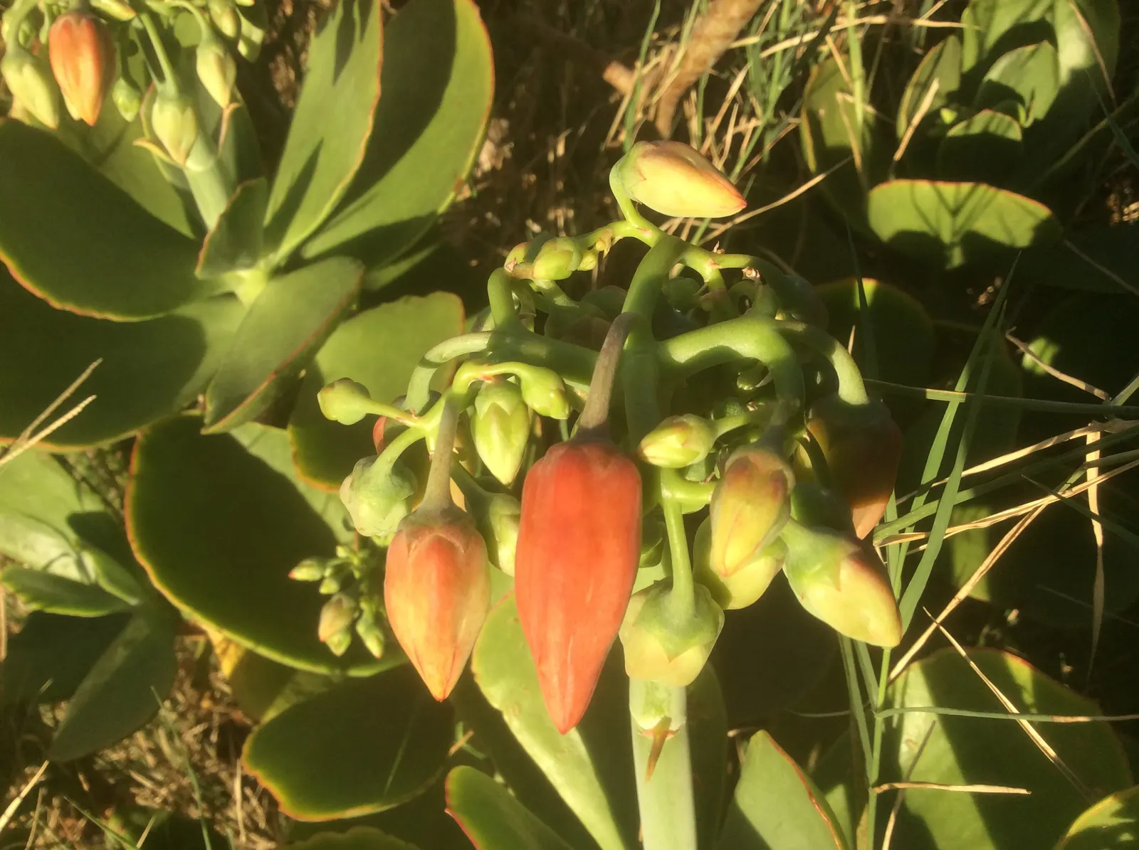 Pig's Ear (Cotyledon Orbiculata) — Cotyledon orbiculata, commonly known as Pig's Ear, is a distinctive succulent plant native to South Africa, image 60