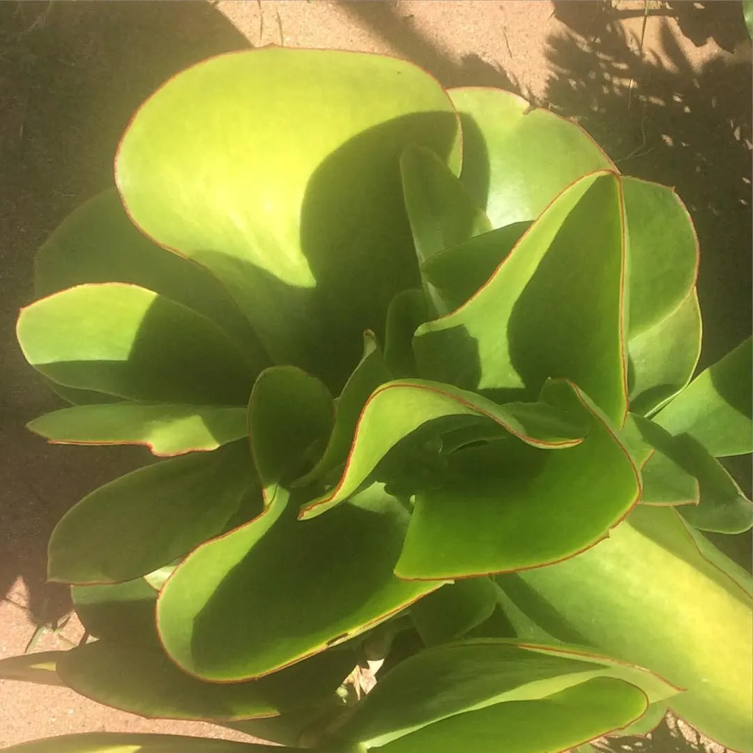 Pig's Ear (Cotyledon Orbiculata) — Pig's Ear produces inflorescences consisting of coral red or orange bell-shaped flowers, image 41