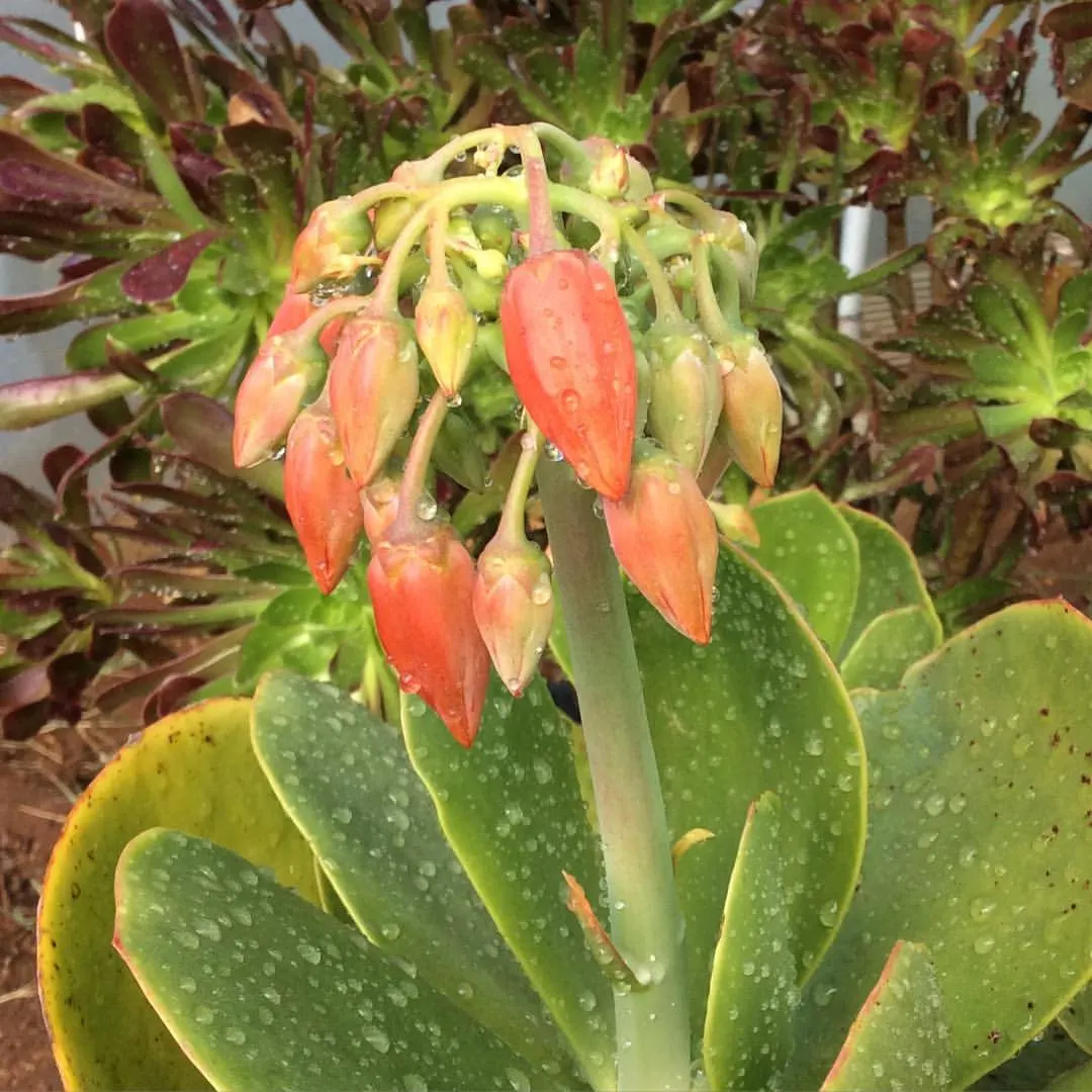 Pig's Ear (Cotyledon Orbiculata) — commonly known as "Pig\'s Ear," is a drought-tolerant succulent featuring fleshy; it thrives in USDA zones 9-11, requiring