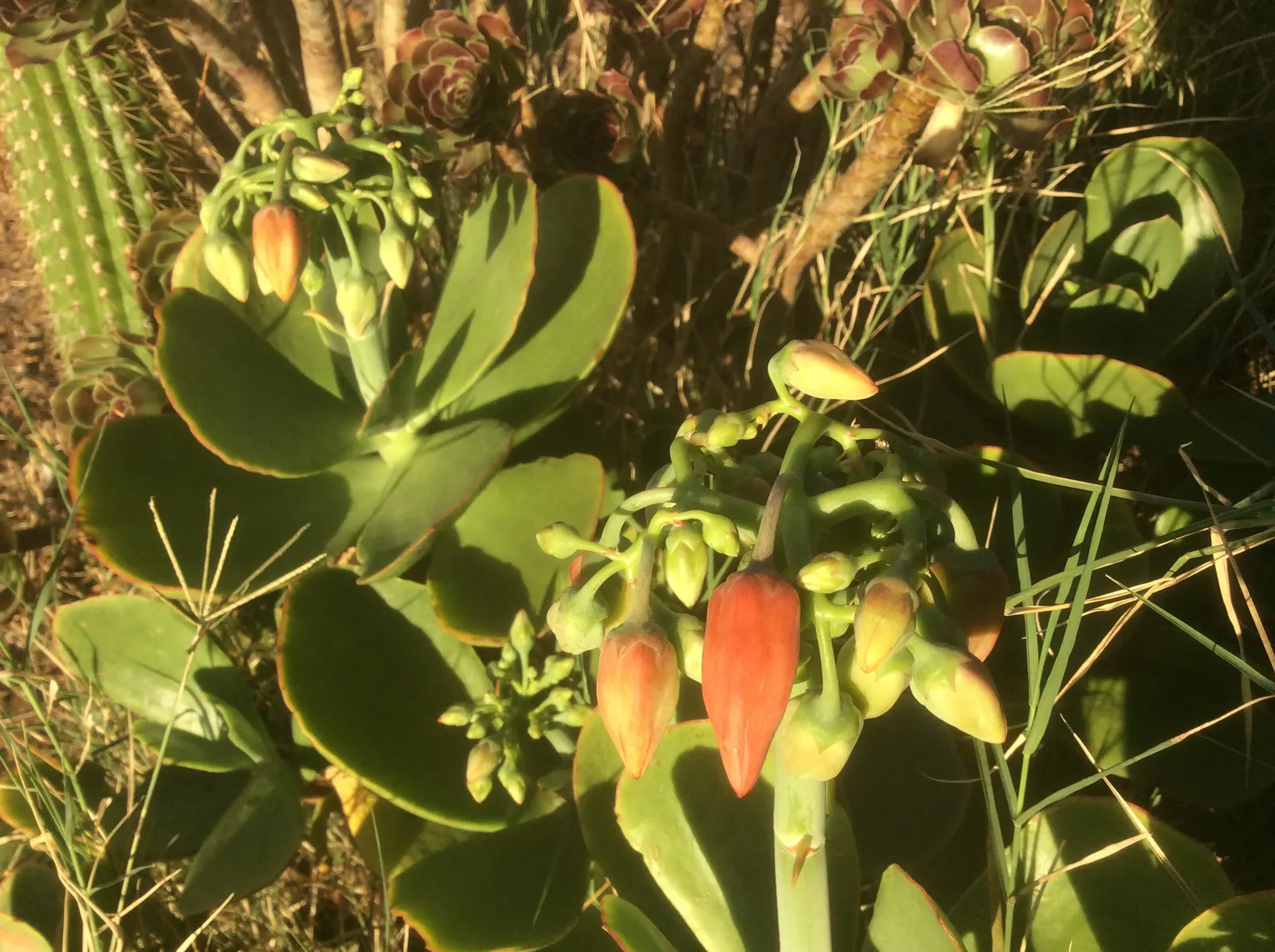 Pig's Ear (Cotyledon Orbiculata) — Cotyledon orbiculata is ideal for low-water landscaping in USDA hardiness zones 9 through 11; consider its, image 73