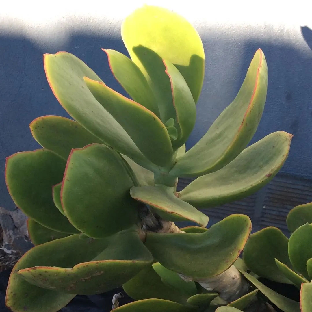 Pig's Ear (Cotyledon Orbiculata) — and they attract a variety of pollinators; oval-shaped leaves that grow to about 4 to 6 inches long, image 98