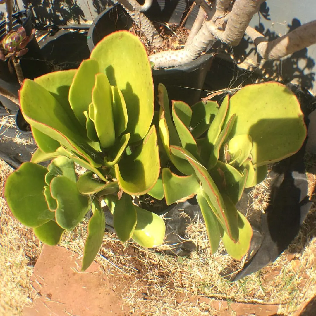 Pig's Ear (Cotyledon Orbiculata) — These silver-gray leaves are often edged with a red margin; cotyledon orbiculata, commonly known as Pig's Ear, image 63