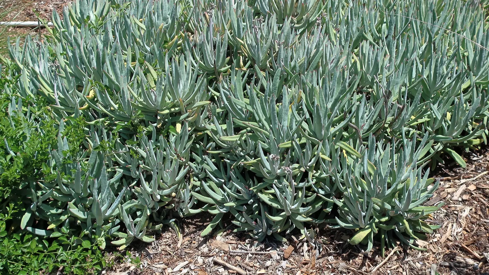 Pig's Ear (Cotyledon Orbiculata) — It requires well-draining soil and thrives in full sun to partial shade; gray-green leaves with a red margin