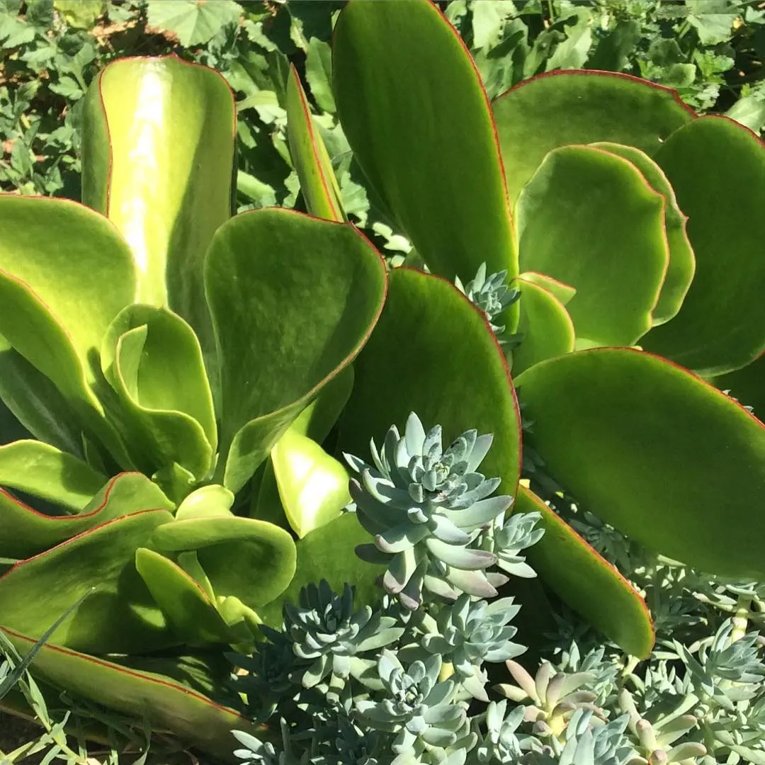 Pig's Ear (Cotyledon Orbiculata) — When incorporating Pig's Ear into a landscape design; these silver-gray leaves are often edged with a red margin, image 75