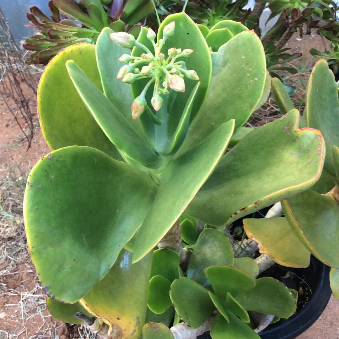 Pig's Ear (Cotyledon Orbiculata) — Pair it with other succulents, gravel mulches, and rocks for an authentic desert garden aesthetic; it grows up to 24 inches