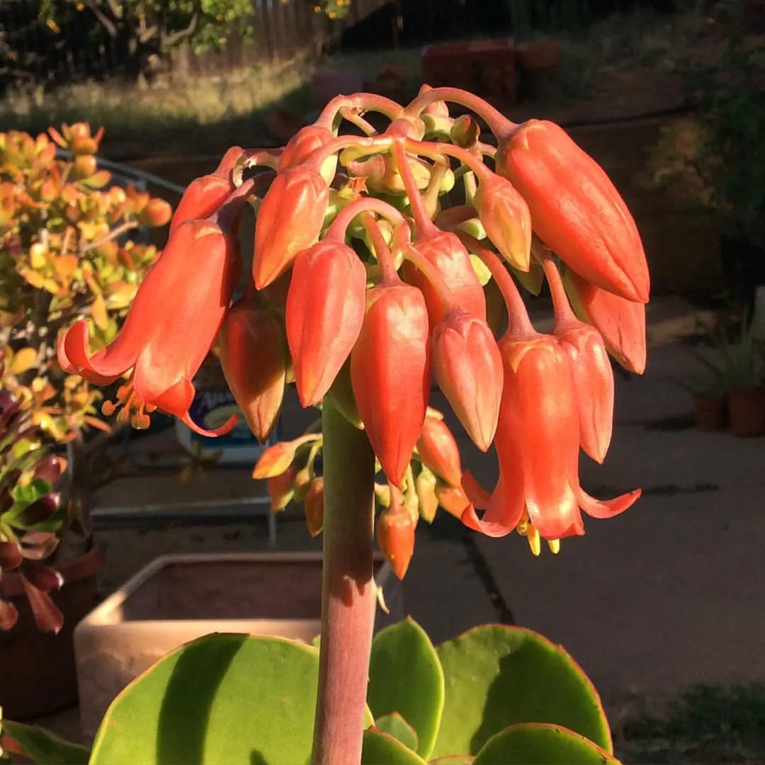 Pig's Ear (Cotyledon Orbiculata) — orange flowers in the garden; invoking the image of a pig's ear