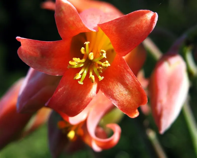 Pig's Ear (Cotyledon Orbiculata) — commonly known as "Pig\'s Ear," is a drought-tolerant succulent featuring fleshy