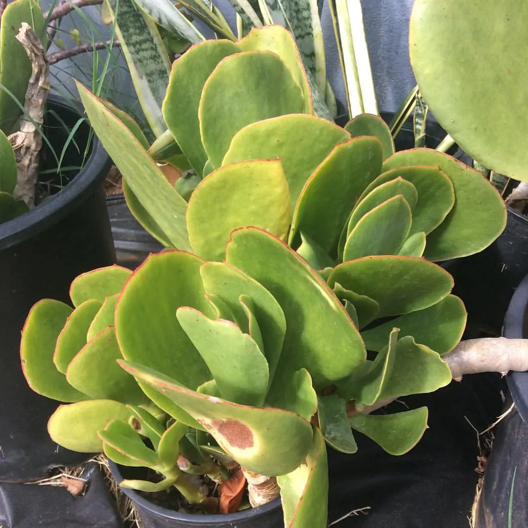 Pig's Ear (Cotyledon Orbiculata) — Pig's Ear can reach heights of approximately 24 inches with a similar spread; cotyledon orbiculata is ideal for, image 88