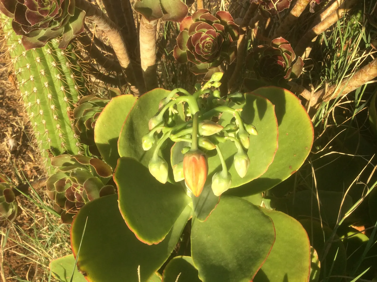 Pig's Ear (Cotyledon Orbiculata) — lending an architectural quality to garden compositions; succulent for full, image 66