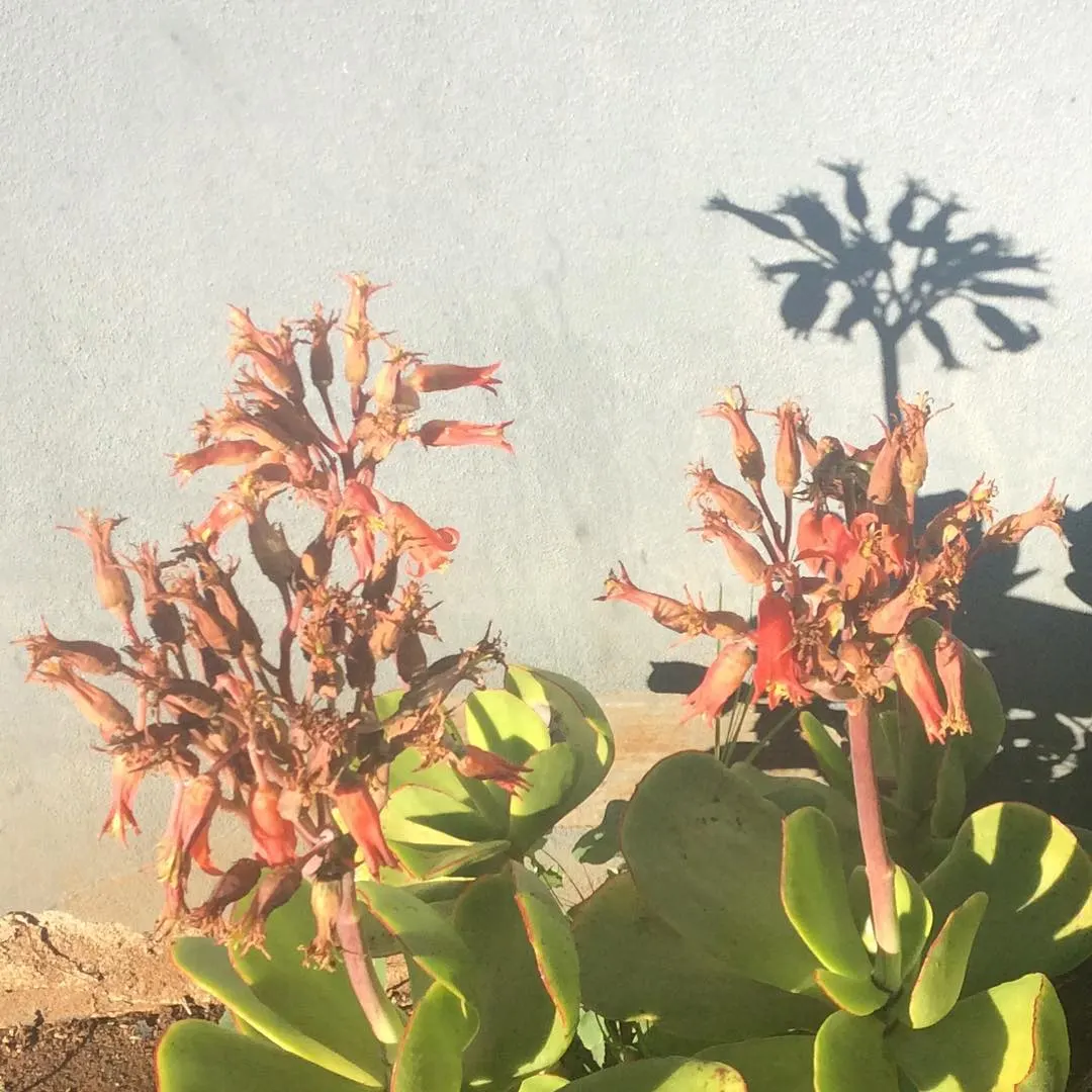 Pig's Ear (Cotyledon Orbiculata) — It thrives in USDA zones 9-11, requiring well-draining soil and full sun to partial shade; orange flowers in the, image 112