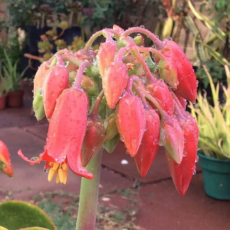 Pig's Ear (Cotyledon Orbiculata) — The flowers stand as tall as 18 inches above the foliage on erect; commonly known as "Pig\'s Ear," is a, image 70