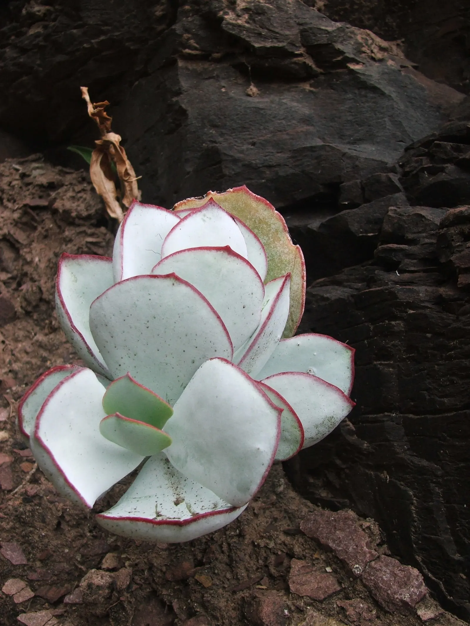 Pig's Ear (Cotyledon Orbiculata) — From late spring to mid-summer; pig's Ear can reach heights of approximately 24 inches with a similar spread
