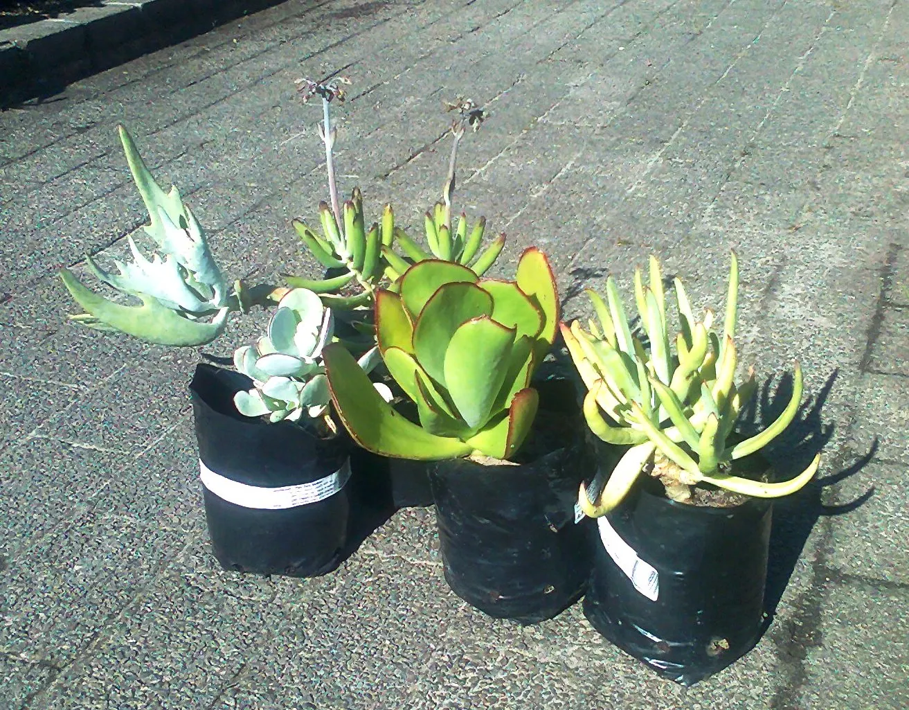 Pig's Ear (Cotyledon Orbiculata) — Cotyledon orbiculata is ideal for low-water landscaping in USDA hardiness zones 9 through 11; consider its ability to add