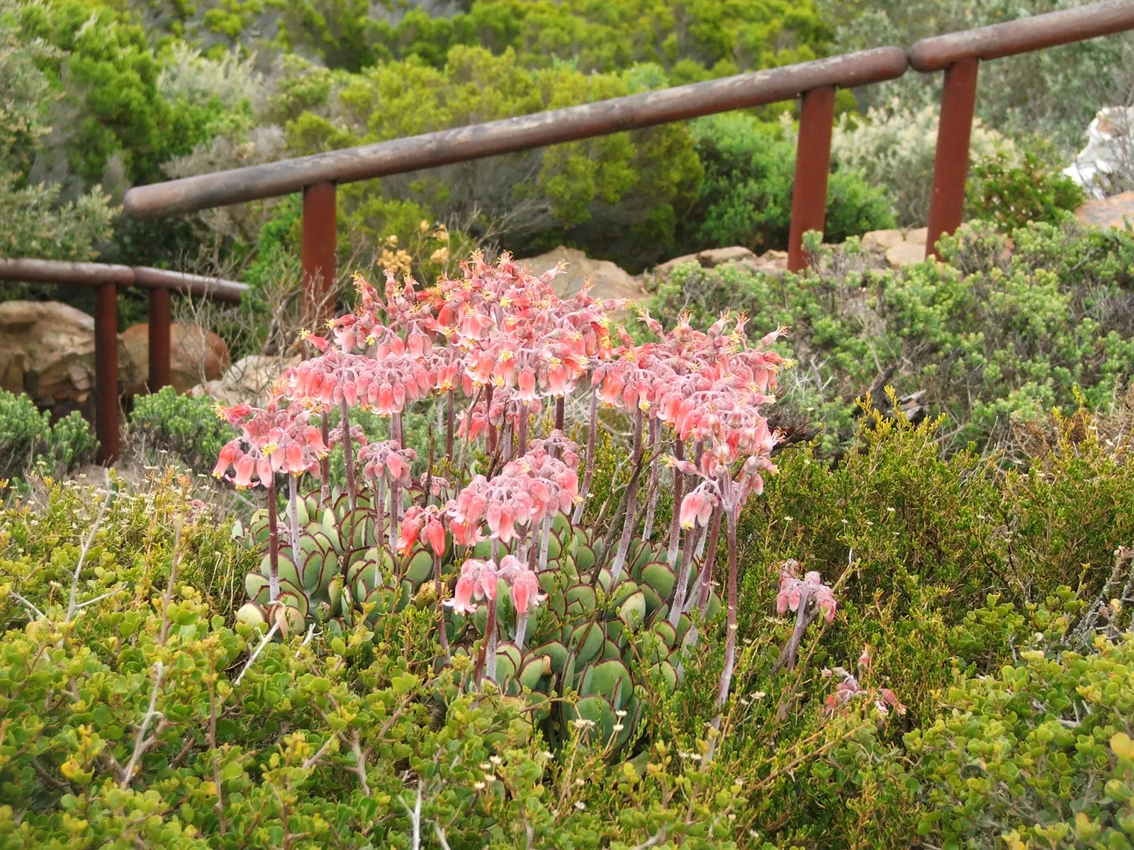 Pig's Ear (Cotyledon Orbiculata) — When incorporating Pig's Ear into a landscape design; these silver-gray leaves are often edged with a red margin