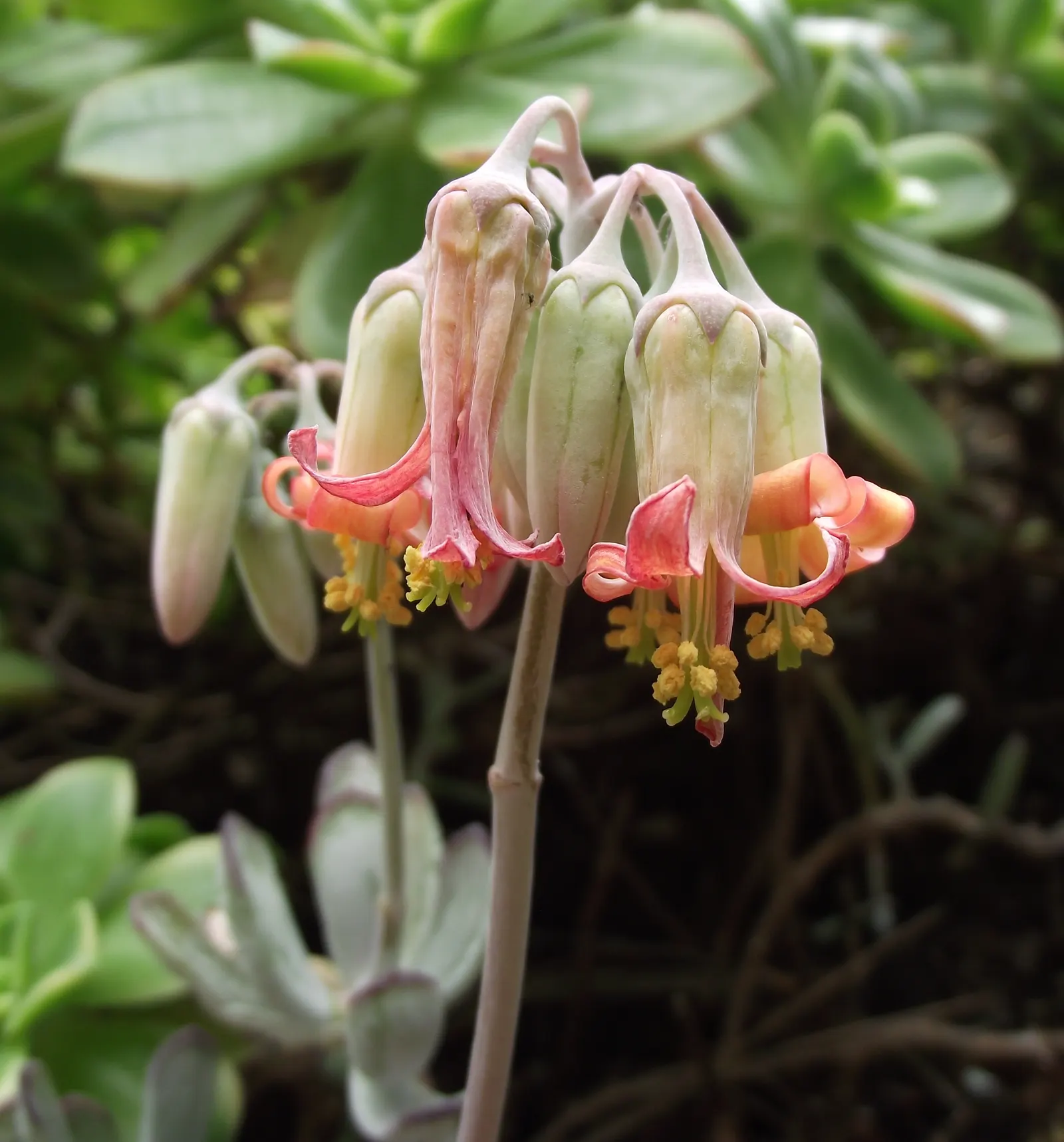 Pig's Ear (Cotyledon Orbiculata) — including bees and hummingbirds.<br><br>As a drought-tolerant plant; providing spectacular contrasts against the, image 72
