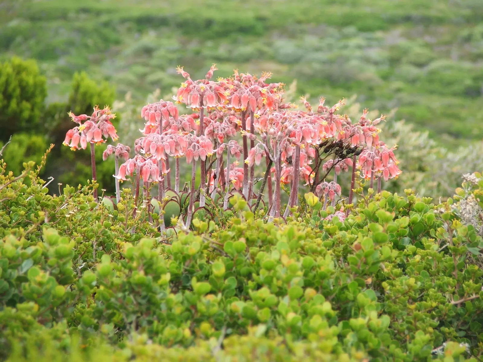 Pig's Ear (Cotyledon Orbiculata) — it grows up to 24 inches tall and sports bell-shaped orange-red flowers on stalks in summer; including bees and, image 57