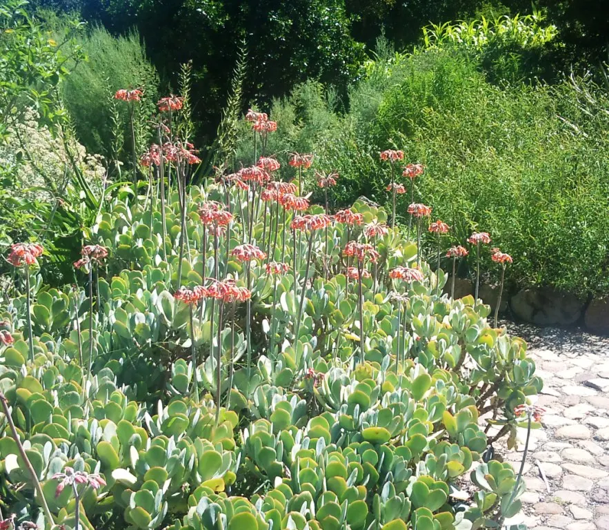 Pig's Ear (Cotyledon Orbiculata) — consider its ability to add year-round interest with minimal maintenance