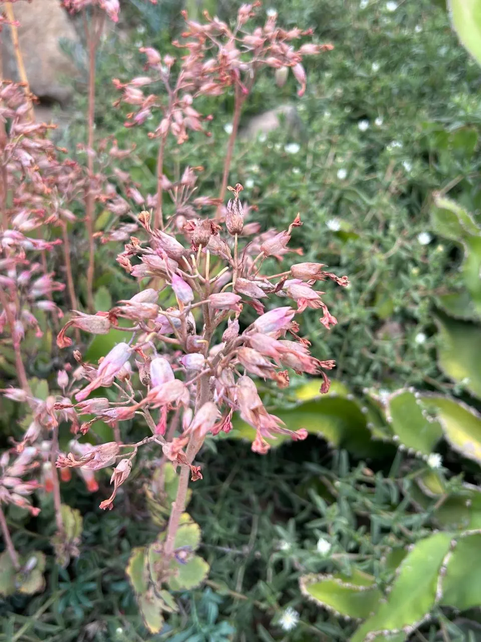 Pig's Ear (Cotyledon Orbiculata) — succulent with orange blooms; and they attract a variety of pollinators, image 107