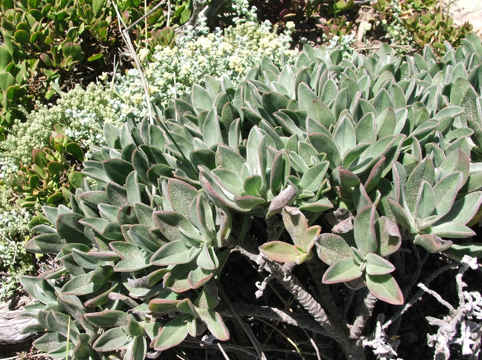 Pig's Ear (Cotyledon Orbiculata) — It requires well-draining soil and thrives in full sun to partial shade; gray-green leaves with a red margin, image 101